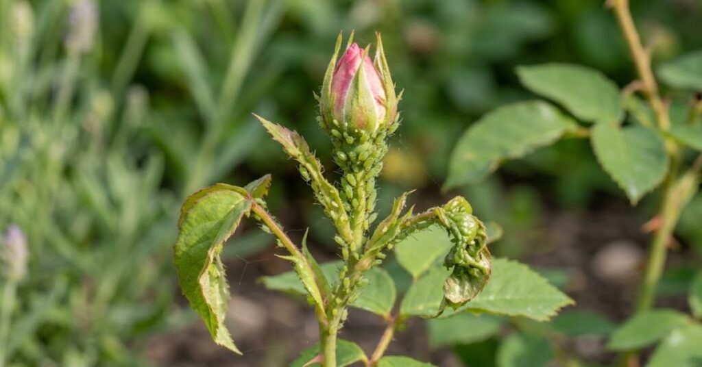Are Aphids or Other Rose Pests Responsible