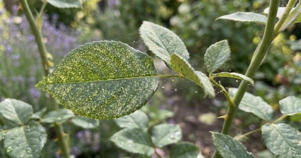 Could Spider Mites Cause Yellow Spots on Rose Leaves