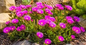 Flowering ice plant (Delosperma) growing in a sunny rocky garden