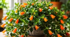Goldfish Plant Care How to Grow Nematanthus gregarius Successfully (2)