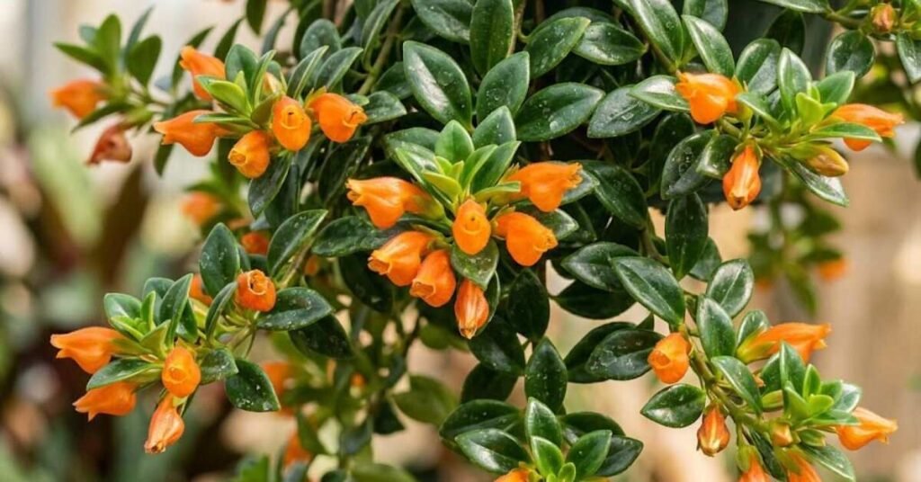 How Do You Get a Goldfish Plant to Flower