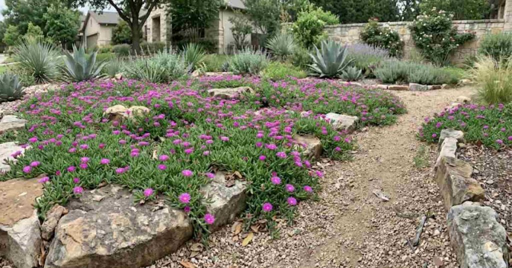 Ice Plant as a Ground Cover