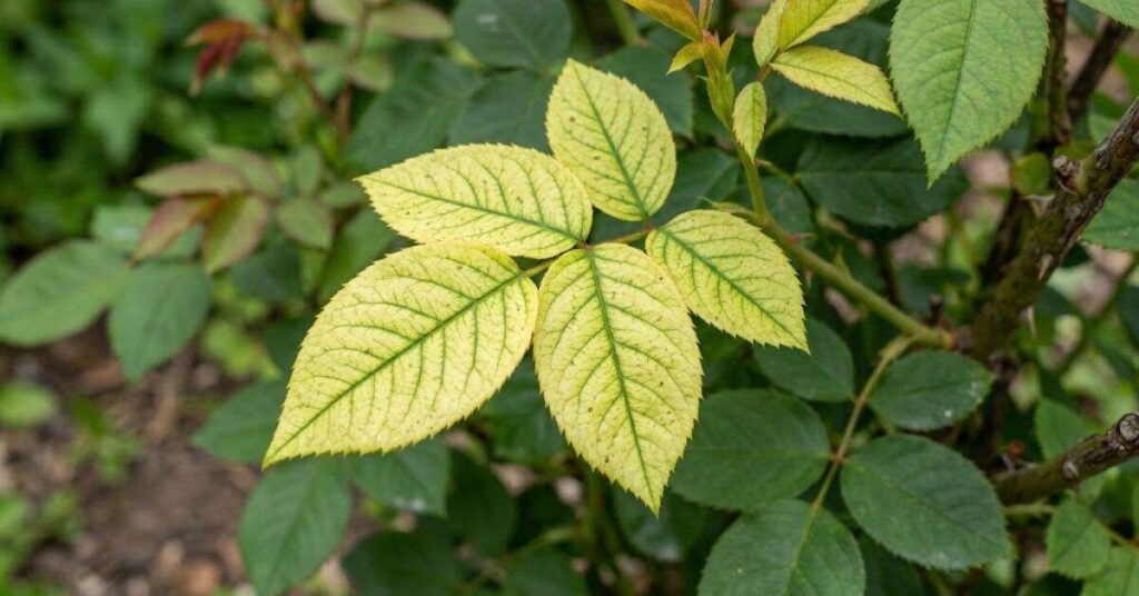 Is a Nutrient Deficiency Causing Yellow Rose Leaves