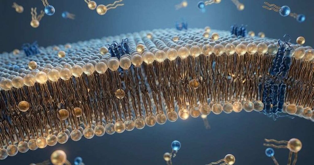 Potential Health Benefits — Cell Membrane Concept
