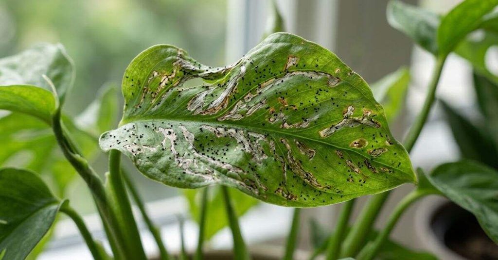 Recognizing Thrips Damage Before You Find the Insect