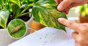 Thrips damage on a houseplant leaf with tiny thrips visible on white paper