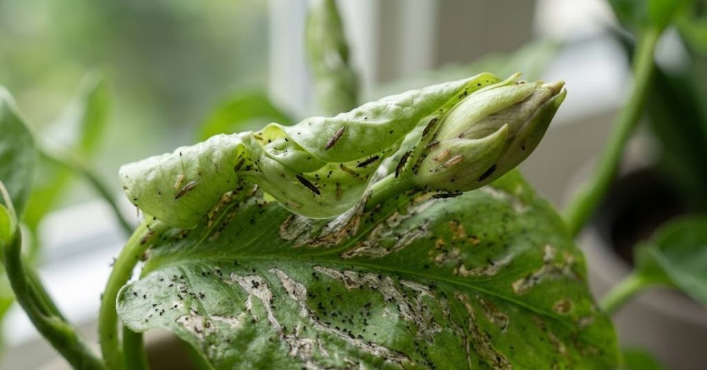 Where Thrips Hide on a Plant