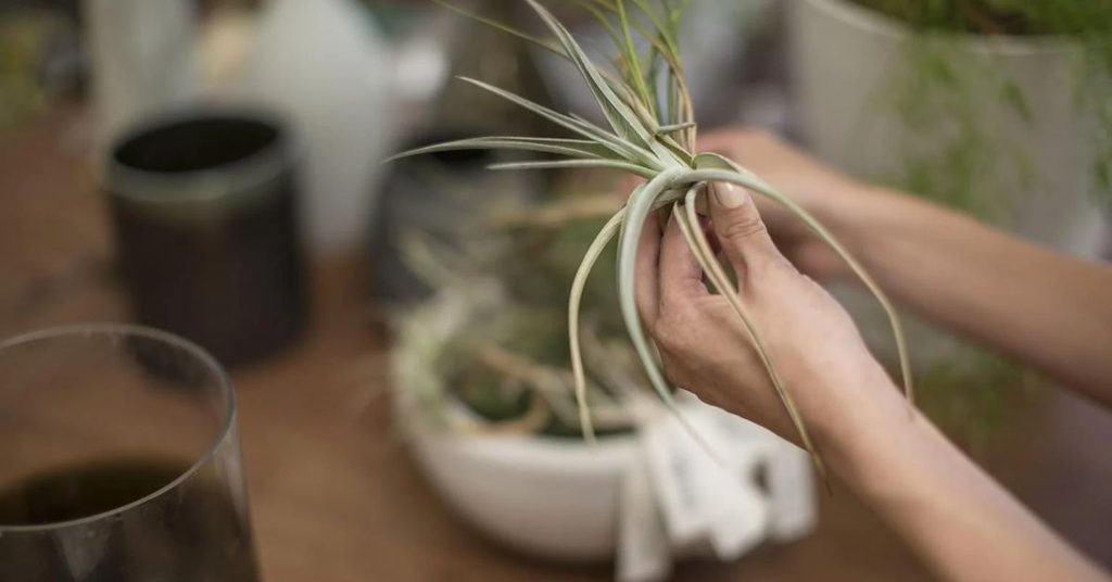 Air plant drying upside down after watering