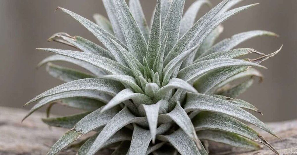 Close up of silvery air plant leaves