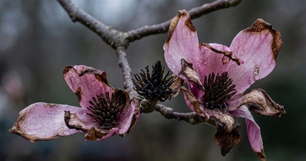 Frost Damage Can End the Flower Show Overnight