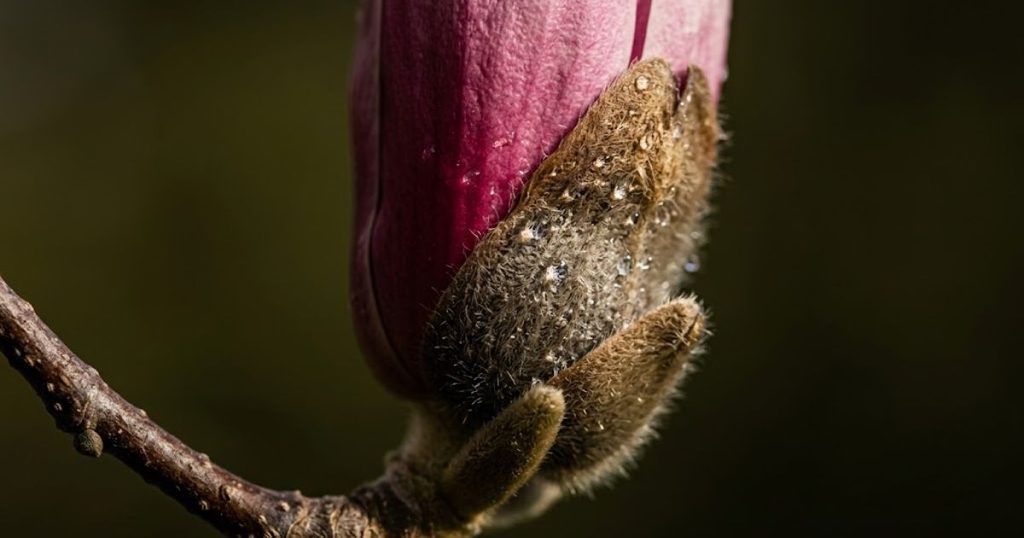 How to Read Magnolia Buds Before They Open