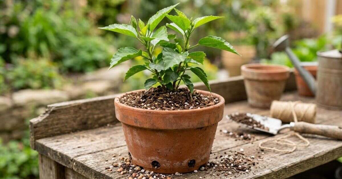 Japa plant growing in a container with loose, well draining potting soil.